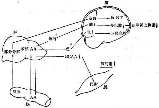 linchuangyingyangxue172.jpg