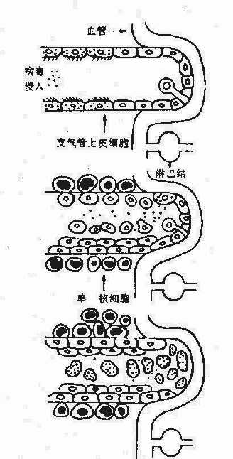 yixueweishengwuxue039.jpg