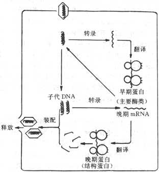 yixueweishengwuxue035.jpg