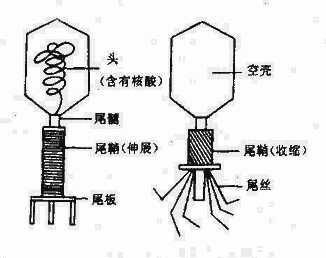 yixueweishengwuxue013.jpg